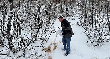Siirt'te yaban hayvanları için doğaya yem bırakıldı