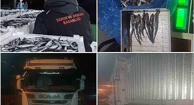 Sinop'ta 10 ton hamsiye el konuldu