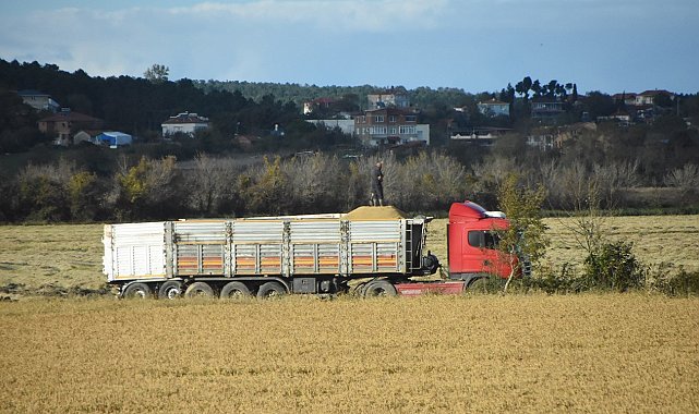 Sinop'ta çeltik hasadı sona erdi