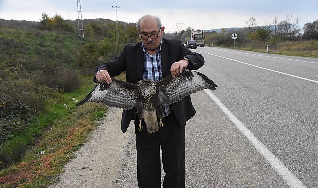 Sinop'ta otomobile çarpan atmaca telef oldu