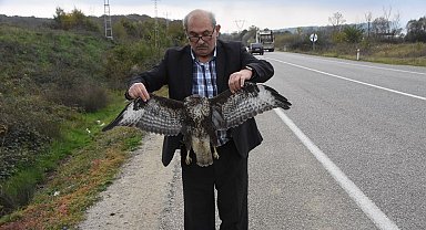 Sinop'ta otomobile çarpan atmaca telef oldu