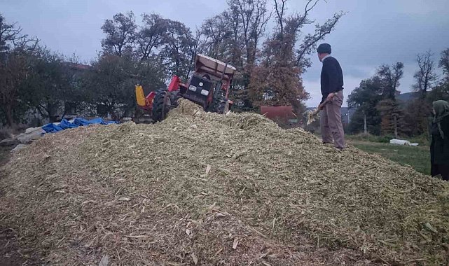 Sinop'ta silajlık mısır hasadı sona erdi