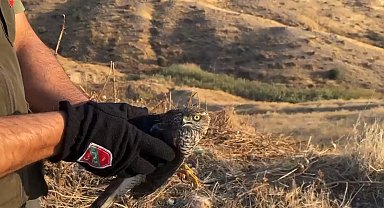 Şırnak'ta tedavisi tamamlanan atmaca doğaya salındı