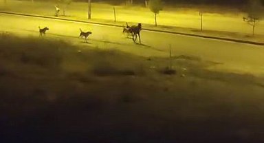 Sokak köpekleri sahipsiz ata saldırdı