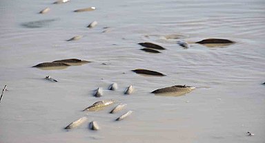 Su seviyesi düşen barajda balıklar can çekişiyor