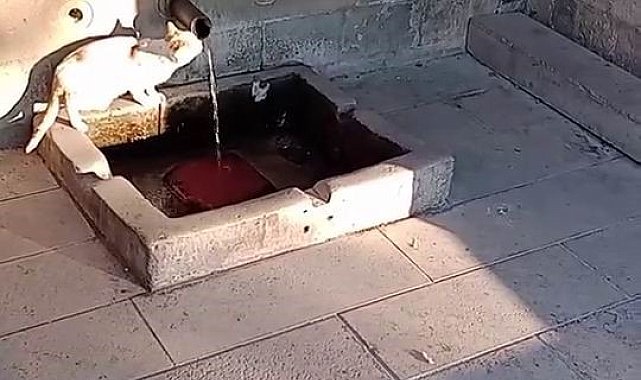 Su sırası kedinin