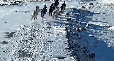 Sürü halindeki yılkı atları görüntülendi