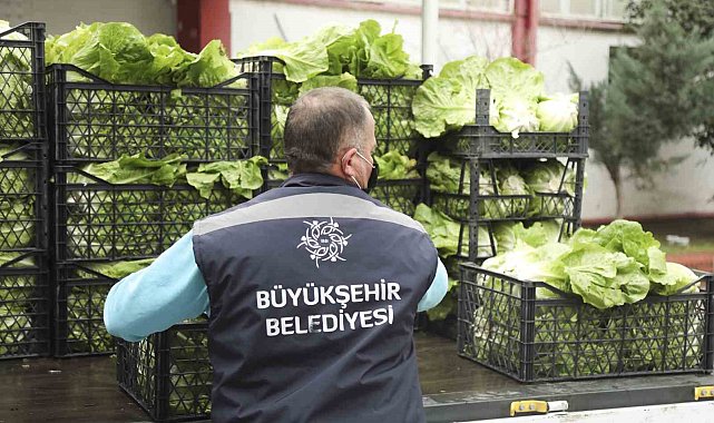 Tarlada kalan ürünleri Aydın Büyükşehir satın alacak