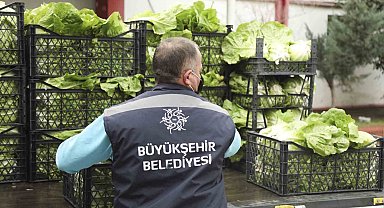 Tarlada kalan ürünleri Aydın Büyükşehir satın alacak