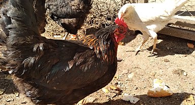 Tavuklarınızın ibik, sakal ve bacaklarında mor renk varsa dikkat