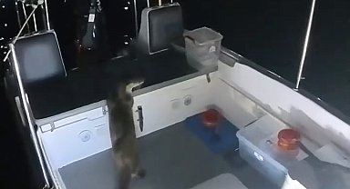 Tekneden balık çalan su samuru kameraya yakalandı