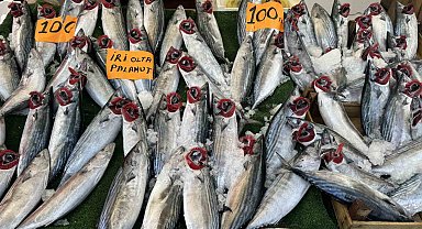 Tezgahın en ucuz balığı palamut oldu