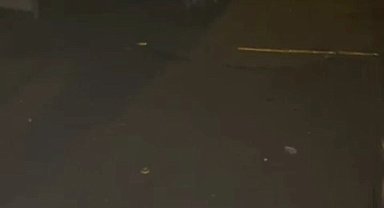 Tilkiler mahalleyi mesken tuttu