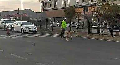 Trafik polisinden yürek ısıtan davranış: Köpeğin geçmesi için trafiği durdurdu