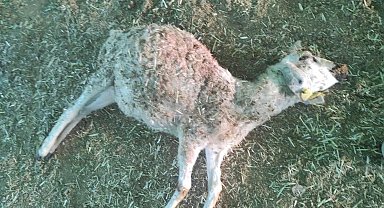 Tunceli'de ağıla giren kurt 26 koyunu telef etti