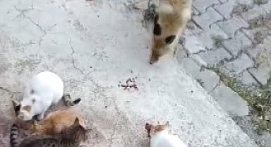 Tunceli'de bir tilki, kedilerin mamalarına ortak oluyor