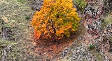 Tunceli'de, koruma altındaki yaban keçileri ile ayı dron kamerasında