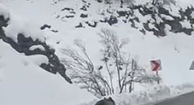 Tunceli'ye kış erken geldi, ayılar uyumayı unuttu