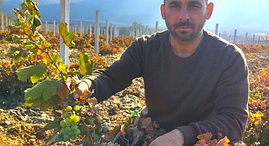 Üç yıldan önce ürün vermeyen asma 6 ayda üzüm verdi