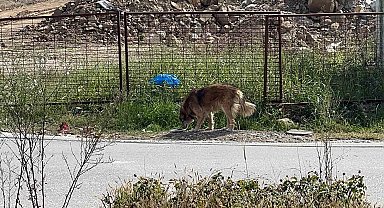 Üniversiteliler sokak hayvanlarını unutmadı