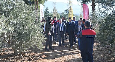 Vali Coşkun, Beyağaç'ta zeytin hasadına katıldı
