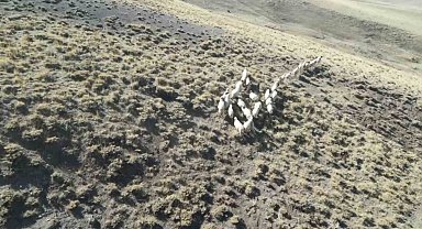 Vanlı öğretmen dronla 30 kayıp koyunu buldu
