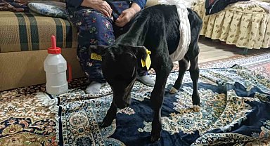 Veterinerin "ölür" dediği buzağıya gözü gibi bakıyor