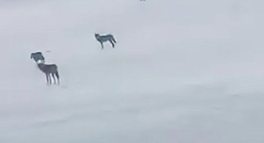 Yabani hayvanlarla karşılaşan sürücünün arkadaşı ile güldüren diyaloğu