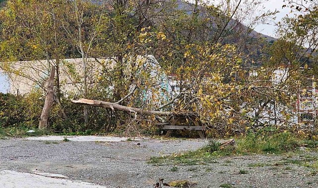 Yalova'da lodos: Ağaçlar ve telefon direkleri devrildi