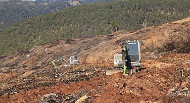 Yangında küle dönen Ilgaz Dağı yeniden yeşillenecek