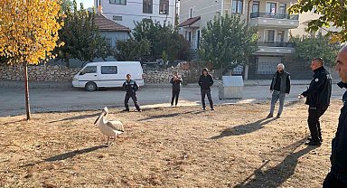 Yaralı halde bulunan pelikan koruma altına alındı