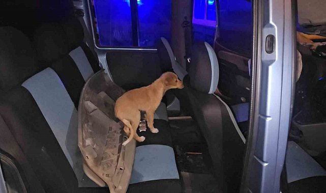 Yayaya çarpan sürücü aracını bırakıp kaçtı, ekipler araçta köpek buldu
