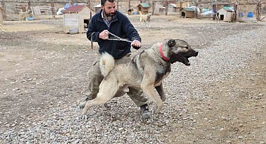 Yazın aslan, kışın kurt özellikleri taşıyor