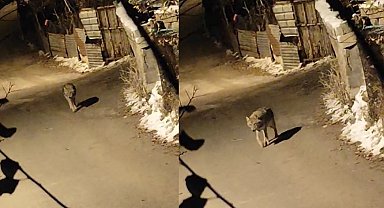 Aç kalan kurt şehir merkezine indi