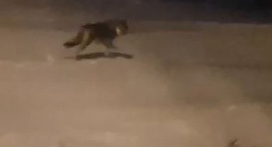 Aç kalan kurtlar şehre indi