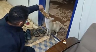 Aç kalan tilkiyi elleriyle besledi