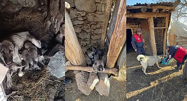 Açlıktan bitkin düşen anne köpek ile 8 yavrusuna mama desteği