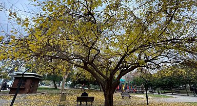 Adana'da yapraklarını döken ağaçlar görsel şölen sundu