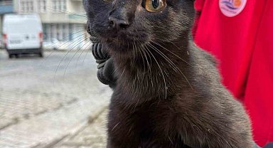 Ağaçta mahsur kalan kediyi itfaiye ekipleri kurtardı