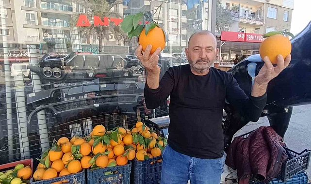 Antalya'nın dev portakalları: 3 tanesi 2 kilo geliyor