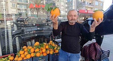 Antalya'nın dev portakalları: 3 tanesi 2 kilo geliyor