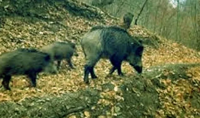 Artvin'de kaçak avcılara para cezası!