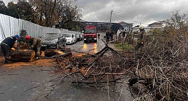 Avcılarda devrilen iğde ağacı elektrik ve internet kablolarına zarar verdi