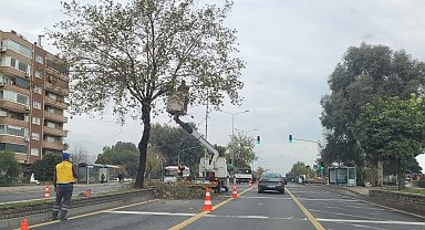 Aydın Büyükşehir Belediyesi'nden Denizli Bulvarı'nda ağaç budama çalışması