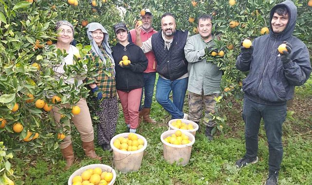 Aydın'da portakal üreticisi bu yıl umduğunu bulamadı