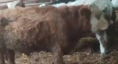 Aydın'dan çalınan hayvanlar Kayseri'de bulundu