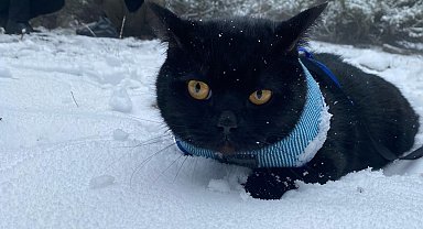 Aydın'ın Paşa Yaylası beyaza büründü, vatandaşlar akın etti