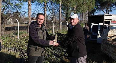 Bafra'da 9 bin 500 adet defne fidanı dağıtıldı