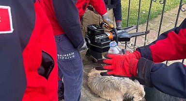 Balıkesir'de bahçe kapısına sıkışan köpek kurtarıldı