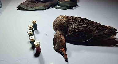 Bartın'da boz ördek vuran avcı ekiplere yakalandı